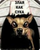 suka.jpg