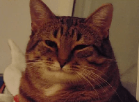 кот_1