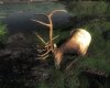 roosvelt_elk.jpg