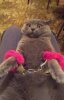 1435084256cat.jpg